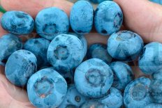 Голубика Чандлер Vaccinium Chandler