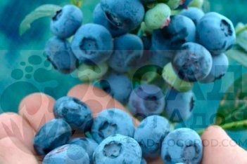Голубика Чандлер Vaccinium Chandler