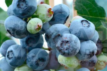 Голубика Чандлер Vaccinium Chandler