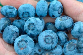 Голубика Чандлер Vaccinium Chandler