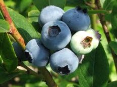Голубика Джерси Vaccinium Jersey