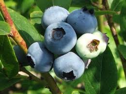 Голубика Джерси Vaccinium Jersey
