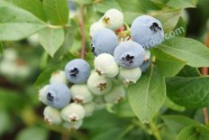 Голубика Блюкроп Vaccinium Bluecrop