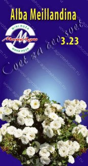 Роза миниатюрная Альба Мейяндина Rose Alba Meillandina