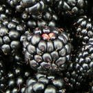 Ежевика Блэк Сэтин Rubus eubatus Black Satin
