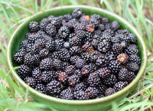 Ежевика Блэк Сэтин Rubus eubatus Black Satin
