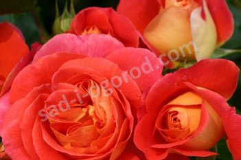 Роза флорибунда Гебрюдер Гримм Rose Gebruder Grimm