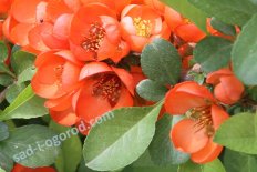 Кустарники для живой изгороди