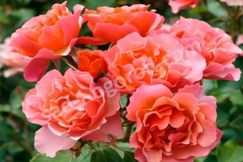 Роза флорибунда Жан Кокто Rose Jean Cocteau