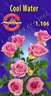 Роза чайно-гибридная Кул Вотер Rose hybrid tea Cool Water