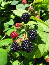 Ежевика Чероки Rubus eubatus Cherokee