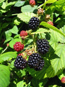 Ежевика Чероки Rubus eubatus Cherokee