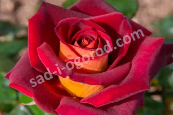 Роза чайно-гибридная Леонидас /Эдди Митчелл Rose hybrid tea Leonidas /Eddy Mitchell