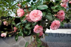 Роза Мини Эден Роуз Rose Mini Eden Rose