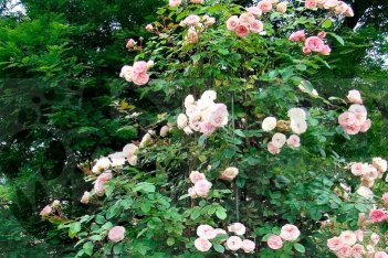 Роза Мини Эден Роуз Rose Mini Eden Rose