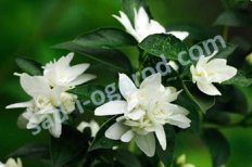 Чубушник Комсомолец Philadelphus Komsomolets