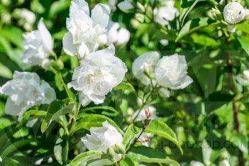 Чубушник Помпон Philadelphus coronarius Pompon