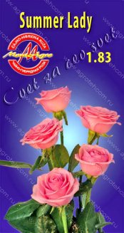 Роза чайно-гибридная Саммер Леди Rose hybrid tea Summer Lady