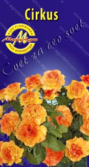 Роза флорибунда Циркус Rose Circus