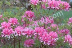 Рододендрон Орхид Лайтс Rhododendron Orchid Lights