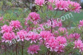 Рододендрон Орхид Лайтс Rhododendron Orchid Lights