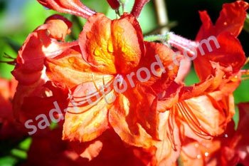 Рододендрон Фейерверк Rhododendron Feuerwerk