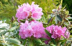 Рододендрон Гаага Rhododendron Haaga
