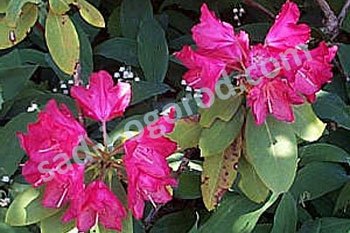 Рододендрон Хеллики Rhododendron Hellikki
