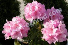 Рододендрон Хельсинки юниверсити Rhododendron Helsinki University