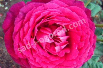 Роза чайно-гибридная Иоганн Вольфганг Фон Гете Роуз Johann Wolfgang Von Goethe Rose
