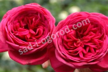 Роза чайно-гибридная Иоганн Вольфганг Фон Гете Роуз Johann Wolfgang Von Goethe Rose
