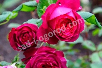 Роза чайно-гибридная Иоганн Вольфганг Фон Гете Роуз Johann Wolfgang Von Goethe Rose