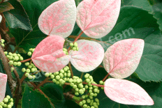 Шизофрагма Розеум Schizophragma hydrangeoides Roseum