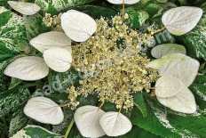 Шизофрагма Берст оф Лайт Schizophragma hydrangeoides Burst of Light