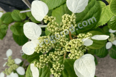 Шизофрагма Schizophragma hydrangeoides Iwa-garami