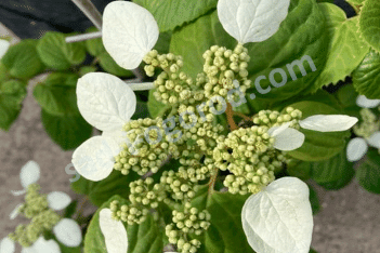 Шизофрагма Schizophragma hydrangeoides Iwa-garami