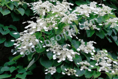 Шизофрагма Мунлайт Schizophragma hydrangeoides Moonlight