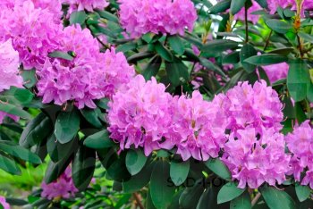 Рододендроны