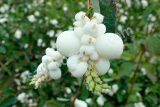Снежноягодник белый Symphoricarpos albus
