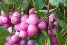 Снежноягодник Доренбоза Меджик Берри Мagic berry