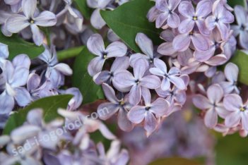Сирень обыкновенная Кавур Syringa vulgaris Cavour