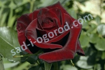 Роза чайно-гибридная Блэк Мейджик Rose hybrid tea Black Magic
