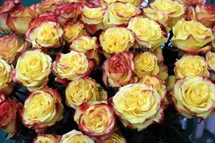 Розы: история, посадка и уход