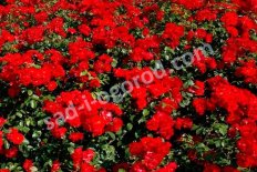 Плетистые розы