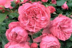 Роза флорибунда Леонардо да Винчи Rose Leonardo da Vinci
