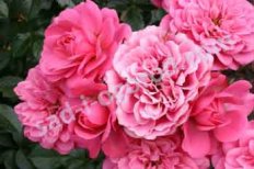 Роза флорибунда Амулет Rose Amulett