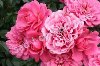 Роза флорибунда Амулет Rose Amulett