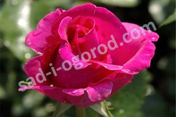Роза чайно-гибридная Ланком Rose hybrid tea Lancome