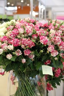 Классификация роз