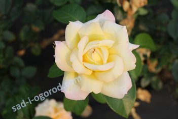 Роза чайно-гибридная Глория Деи Rose hybrid tea Gloria Dei